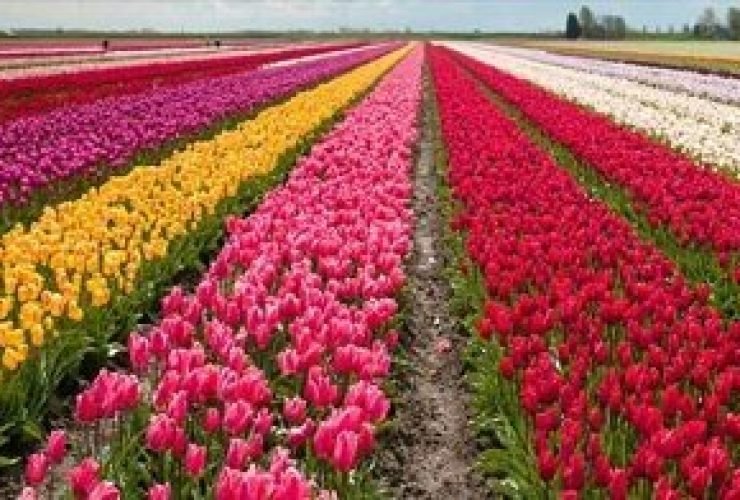 Tulip Garden In Kashmir