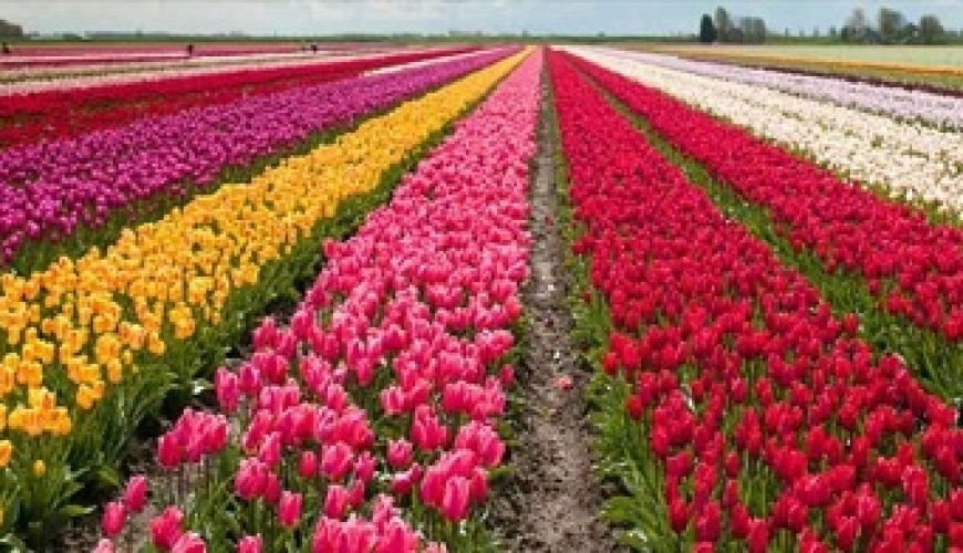 Tulip Garden In Kashmir