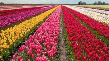 Tulip Garden In Kashmir