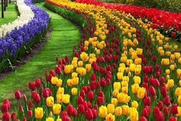 Kashmir Tulip Trip April