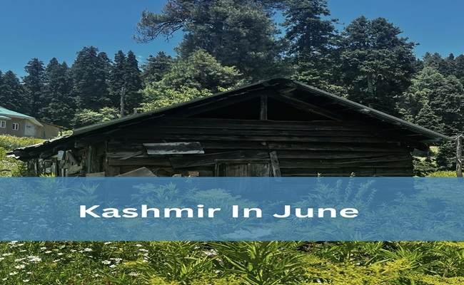 Kashmir during June Tourist enjoy pony
