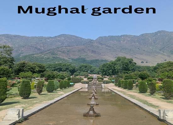 Shalimar Bagh Mughal garden in Srinagar in full bloom